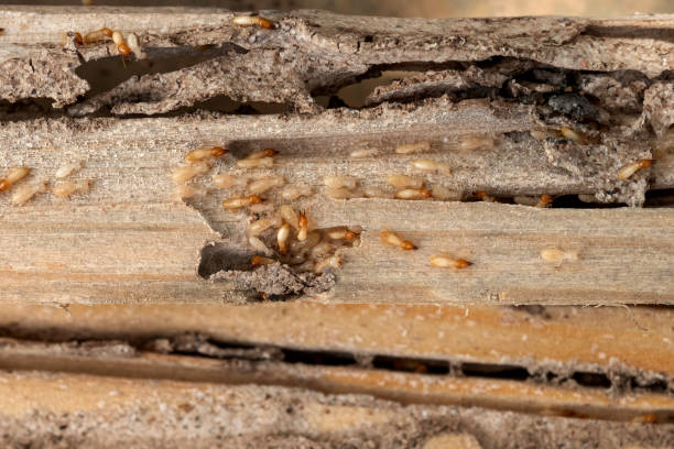 Pest Control Cost in Kamas, UT